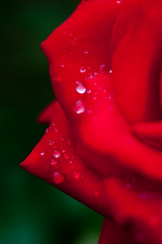 深紅のバラと水滴
