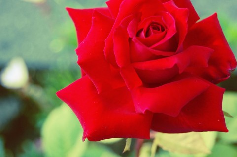 深紅の薔薇バラのようなマドンナ